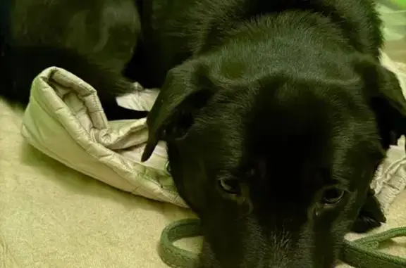 Найдена собака, Нижний Новгород, фото: Найден собака, улица Свободы, Нижний Новгород - черный с ошейником