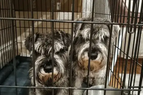 Найдена собака, Ладожская улица, городской округ Пенза - два щенка с поводками - photo