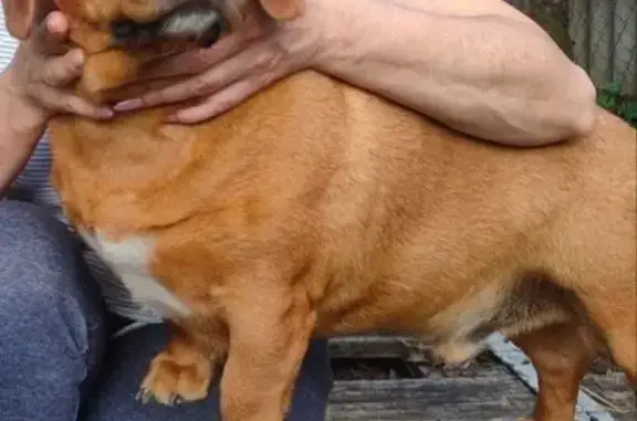 Пропал собака, улица Хакурате, 238, Майкоп - добрый пёс - photo