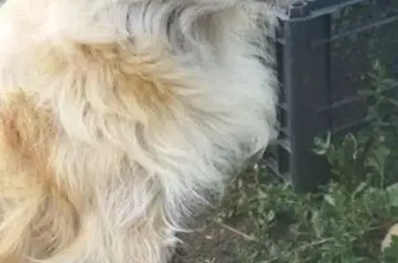 Пропала собака, женский пол, улица Пожарского, 34А, городской округ Гуково - photo