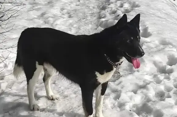 Пропал собака, 2-й Дзержинский переулок, 8, Наро-Фоминск - ошейник цвета хаки - photo