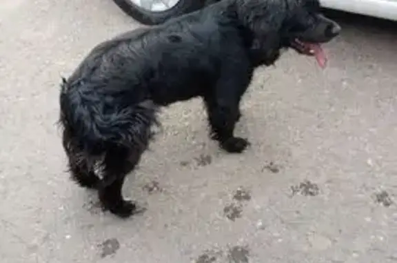 Пропала собака, Волжский, Волгоградская область - кокер-спаниель, хвост не купирован - photo