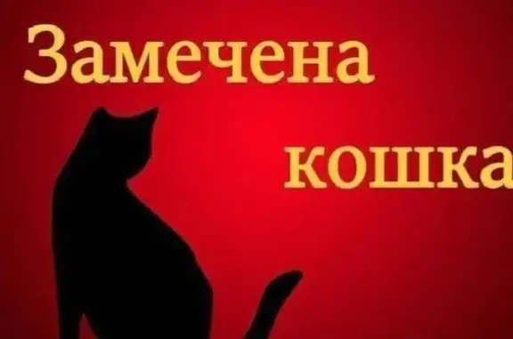 Найдена кошка, Москва, фото: Найдена кошка, Большая Семёновская улица, Москва - голубой и темно мышиный окрас