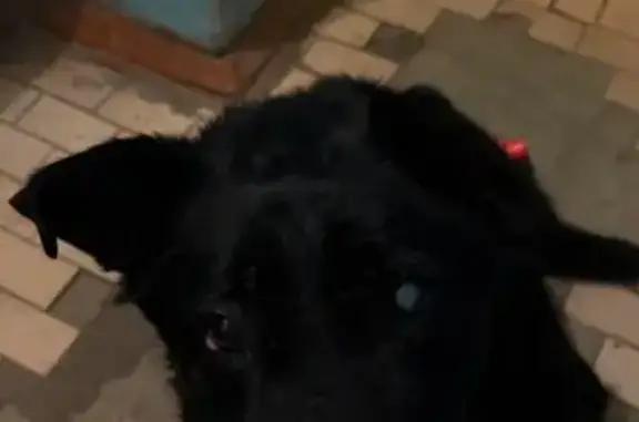 Найденные животные Конаково, фото: Найдена собака, проспект Ленина, Конаково - с ошейником и чипом