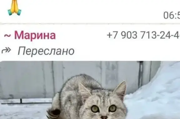 Найдена кошка, Реутов, фото: Найдена кошка, Ашхабадская улица, Реутов - серый породистый кот