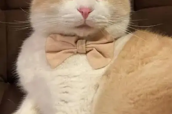 Кошки потеряшки, Пятигорск, фото: Потеряшка кот, Ольгинская улица, 49, Пятигорск - откликается на жесты