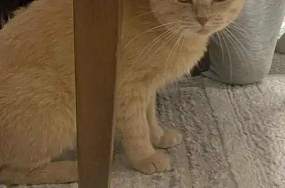 Объявления о пропавших и найденных животных, Избербаш, фото: Пропал кот, Заводская улица, Избербаш - взрослый, 4 года