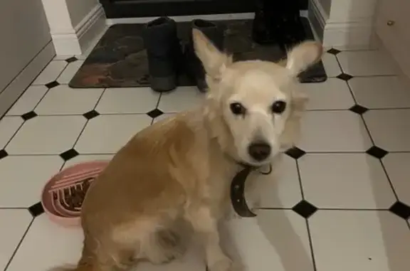 Объявления о пропавших и найденных животных, Вологда, фото: Найдена собака, улица Воровского, 84 к1, Вологда - темно-зеленый ошейник