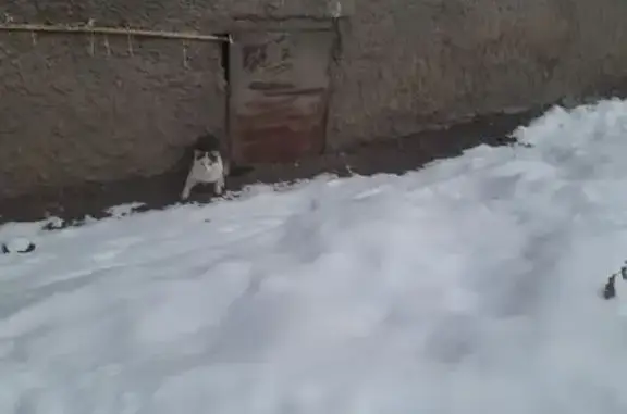 Найдена кошка, Альметьевск, фото: Найдена кошка, улица Маяковского, Альметьевск - чёрно-белый кот с интересной мордашкой