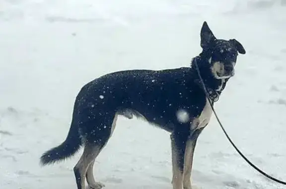 Найденные животные Загорянский, фото: Найден собака, мужской, Спортивная улица, 3, Загорянский