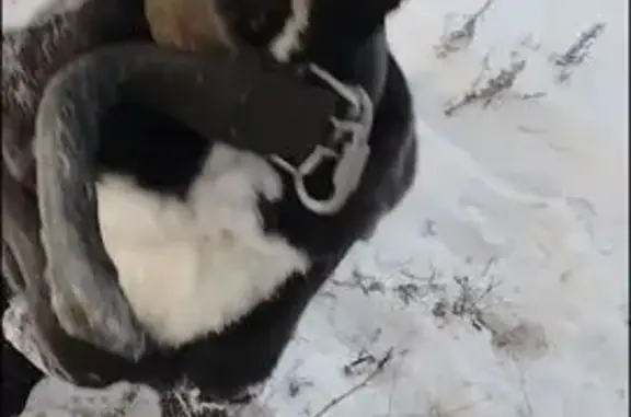 Найдена собака, Улан-Удэ, фото: Найдена собака, 2-я Дзержинская улица, 1Б, Улан-Удэ - лысая и умненькая