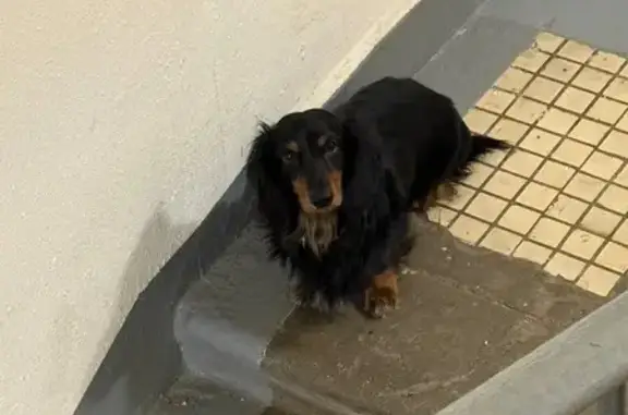 Найдена собака, Москва, фото: Найдена собака, Отрадная улица, 11, Москва - ошейник бежевого цвета