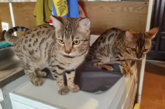 Найдена кошка, Новосибирск, фото: Найдена кошка, улица Одоевского, 1/7, Новосибирск - бенгальская