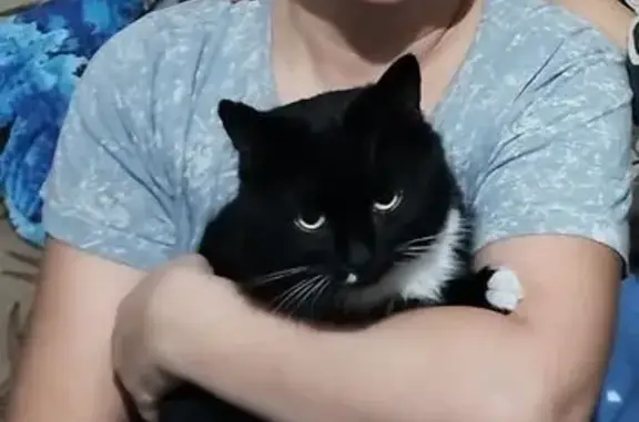 Пропал кот, 55, Ангарск - черный с белым пятном на мордашке - photo