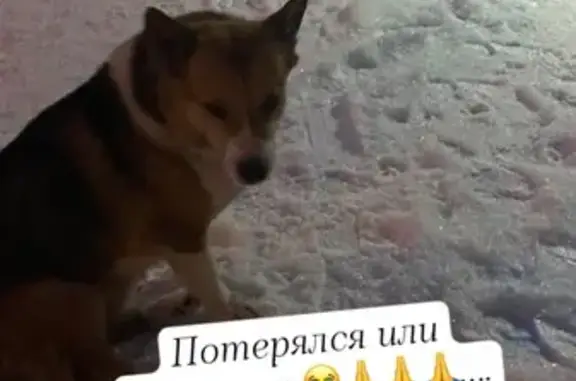 Найдена собака, Томск, фото: Найден собака, улица Лебедева, Томск - маленького роста