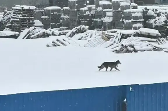 Найдена собака, Красноярск, фото: Найдена собака, улица Кутузова, 1 16, Красноярск - с ошейником и оторванным поводком