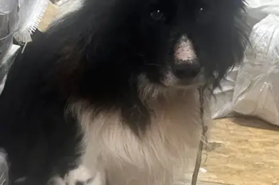 Найдена собака, Долгопрудный, фото: Найдена собака, улица Горького, 17, Долгопрудный - мужской пол, ошейник без адресника