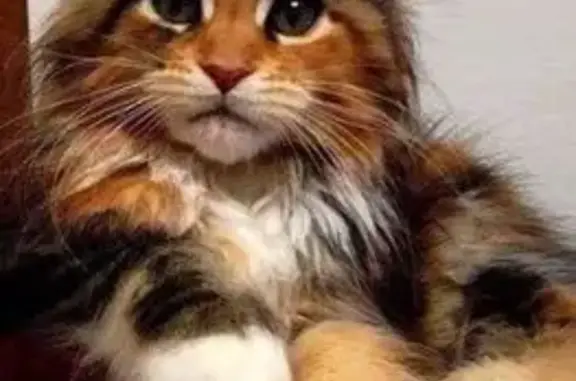 Объявления о пропавших и найденных животных, Сургут, фото: Пропала кошка, улица Григория Кукуевицкого, 20, Сургут - ласковая и игривая