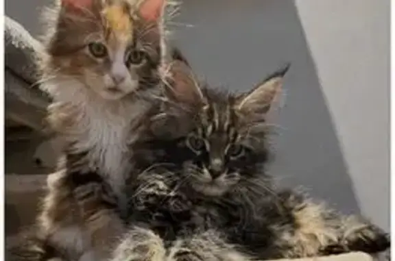 Объявления о пропавших и найденных животных, Сургут, фото: Пропала кошка, улица Григория Кукуевицкого, 20, Сургут - трёхцветная девочка