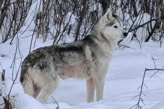 Найдена собака, Морозовское, фото: Найдена собака, женский пол, Морозовское сельское поселение, Ивановская область