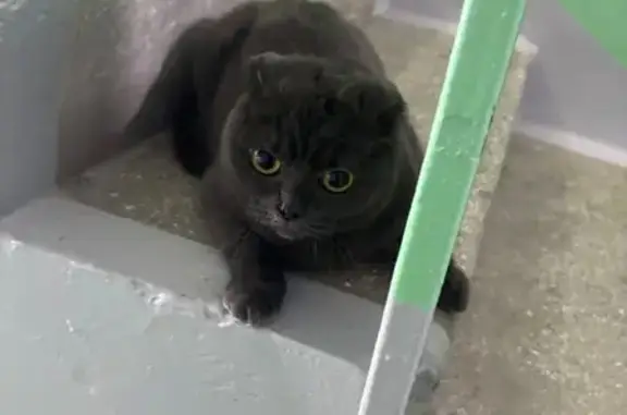 Найдена кошка, Нефтеюганск, фото: Найдена кошка, 76, Нефтеюганск - подросток серого окраса