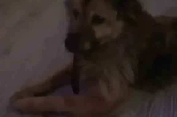 Пропала собака, улица Мичурина, 15, Химки - рыжая девочка с ошейником - photo