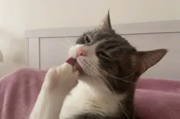 Пропал кот, проспект Наставников, 45 к5, Санкт-Петербург - серый с полосочками - photo