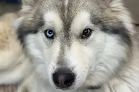 Собаки потеряшки, Пермь, фото: Потеряшка собака, улица Адмирала Макарова, 23, Пермь - хаски с разными глазами