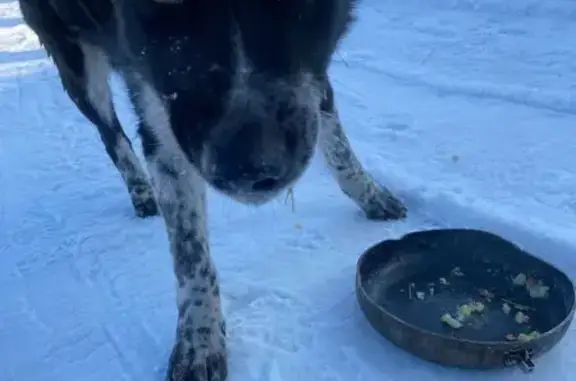 Найдена собака, Бийск, фото: Найден собака, Московский переулок, 9, Бийск - чёрно-белый окрас, зелёный ошейник