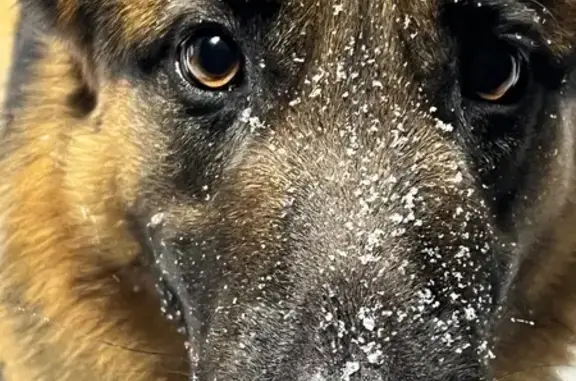 Потерянные животные Полянский сельсовет, фото: Пропал собака, мужской, СНТ Авангард, Полянский сельсовет