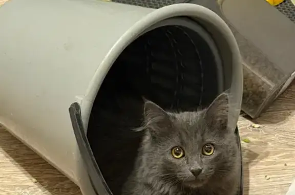 Пропал кот, проспект Строителей, 98, Иваново - серый, пушистый хвост - photo