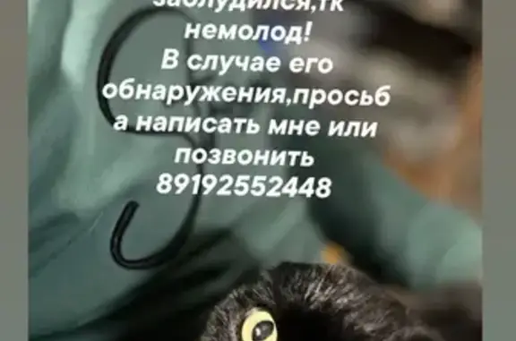 Пропал кот, Пушкарская улица, 4, Елец - полностью чёрный, вислоухий - photo