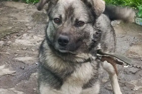 Пропал собака, Путевая улица, 20, Троицк - серо-черный окрас, крупные лапы - photo