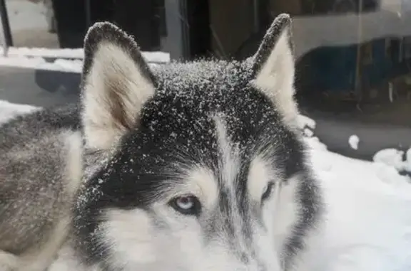 Найдена собака, Пермь, фото: Найдена собака, Пермская улица, 7А, Пермь - окрас бело-серый