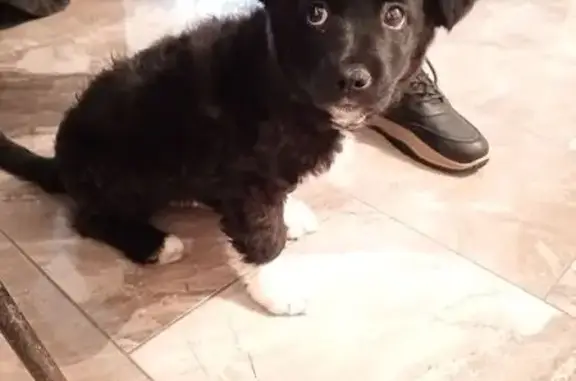 Найдена собака, Козельск, фото: Найден щенок, улица Сенина, 1, городское поселение Козельск - чёрный с белыми отметинами