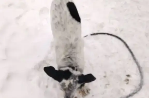 Найдена собака, Красноярск, фото: Найдена собака, Свердловская улица, Красноярск - с ошейником и поводком