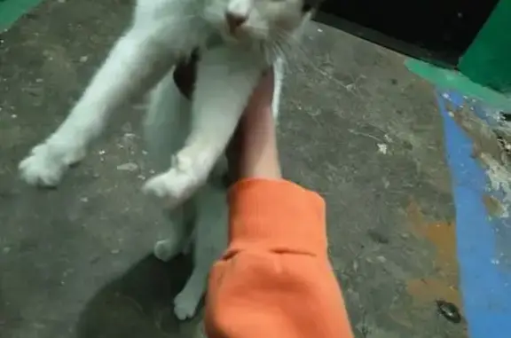 Найдена кошка, Челябинск, фото: Найдена кошка, улица Вахтангова, 5, Челябинск - бело-пёстрый, ласковый