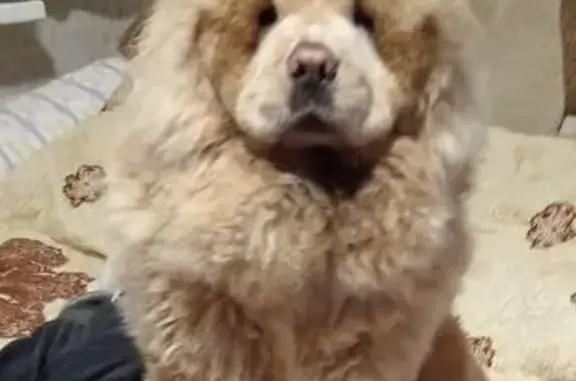 Пропал собака, Дорожная улица, 25, Переславль-Залесский - порода чао-чао, окрас 'кофе с молоком' - photo