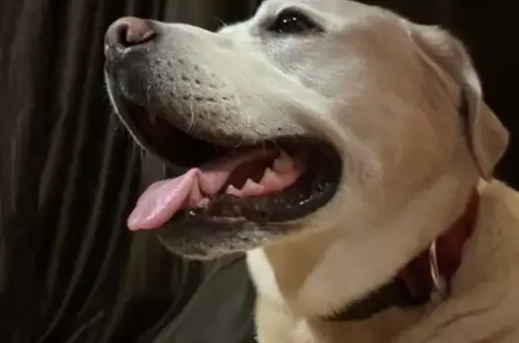 Найдена собака, Москва, фото: Найден собака, мужской, Давыдковская улица, Москва - светлый окрас, в красном ошейнике