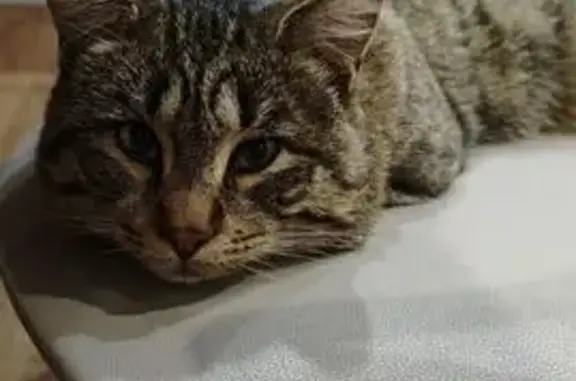 Кошки потеряшки, Куда, фото: Потеряшка кошка, Сукачева улица, Куда - полосатый окрас, рыжее брюшко
