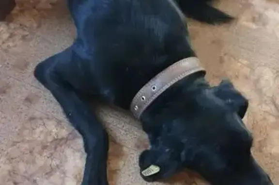 Пропал собака, Челябинская улица, 4/13, Астрахань - черный окрас с белой полоской - photo