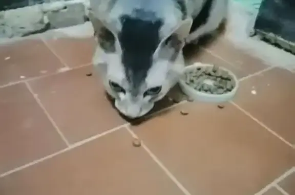 Найдена кошка, Киров, фото: Найдена кошка, улица Пугачёва, Киров - серая с чёрным пятном на голове