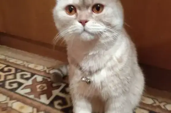 Пропал кот, улица Жукова, 37, Челябинск - серенький с белой шейкой - photo