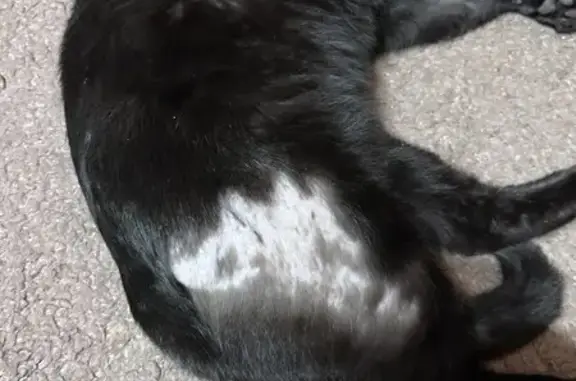 Кошки потеряшки, Москва, фото: Потеряшка кот, Красносолнечная улица, 3, Москва - чёрный с белым сердечком на манишке