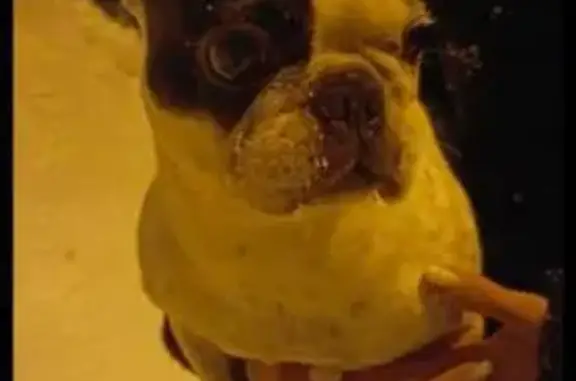 Найдена собака, Москва, фото: Найден собака, мужской, Туристская улица, 19 к4, Москва - белый с черными пятнами