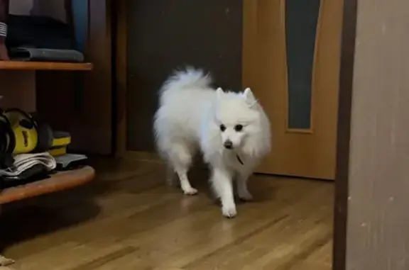 Найдена собака, Егорьевск, фото: Найден собака, 46Н-02090, Егорьевск - белый шпиц с черным ошейником