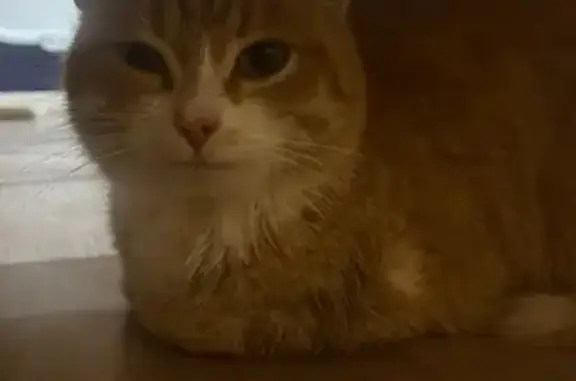 Найдена кошка, Рабочая улица, 29, Икша - рыженькая с белой грудкой - photo