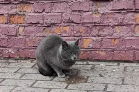 Найдена кошка, Москва, фото: Найдена кошка, Хорошёвское шоссе, 96, Москва - видно, что была домашней