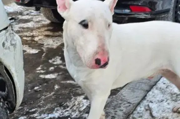 Найдена собака, Владивосток, фото: Найден собака, улица Корнилова, 9, Владивосток - белая с пятном на правом глазу