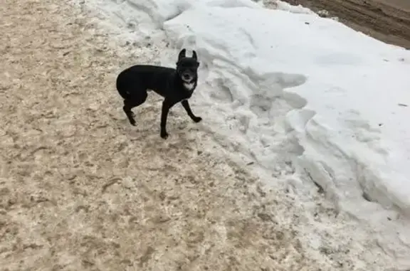 Найдена собака, Уфа, фото: Найдена собака, Сарапульская улица, Уфа - чёрная и напуганная